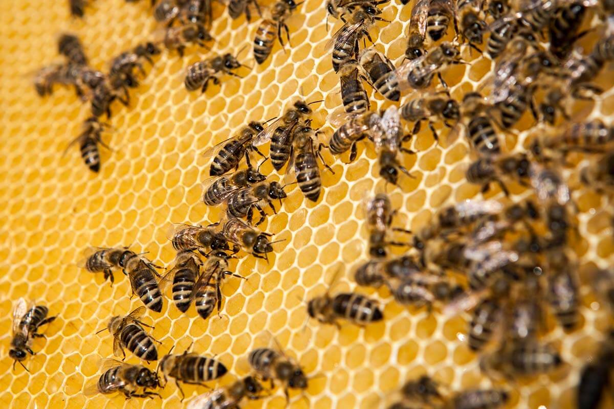 Die Biene als Sinnbild für nachhaltiges Engagement in Unternehmen